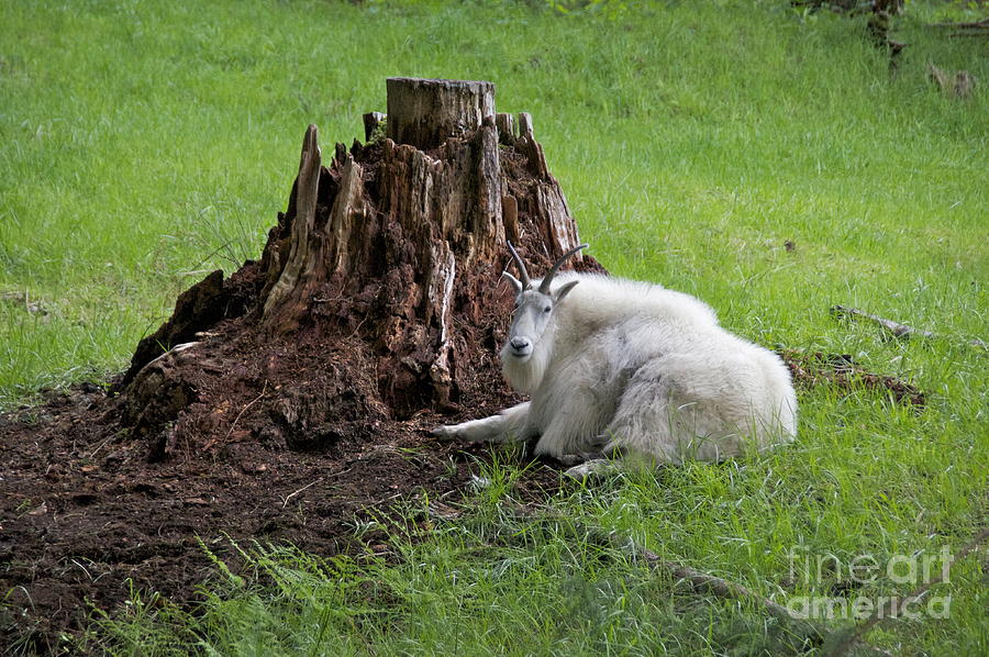 Mountain Goat at Rest Photograph by Sean Griffin