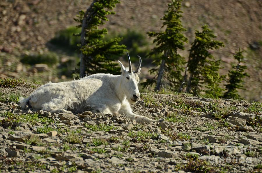 Mountain Goat Photograph by Cassie Marie Photography