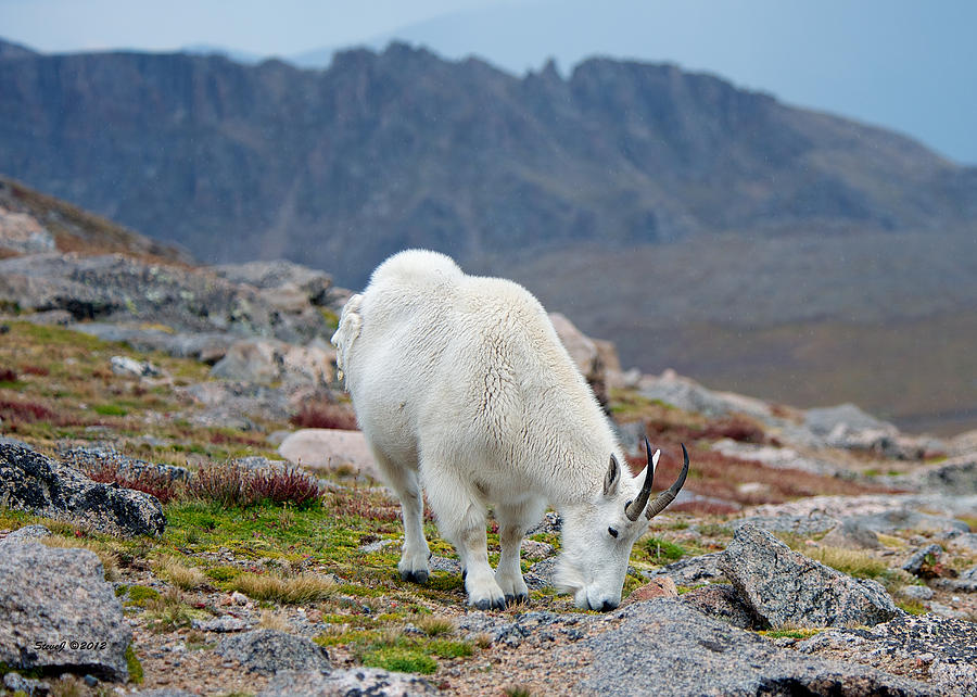 Mountain Goat Grazing Photograph by Stephen Johnson