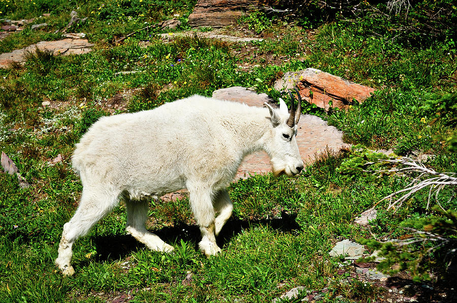 Glacier National Park Photograph - Mountain Goat by Greg Norrell