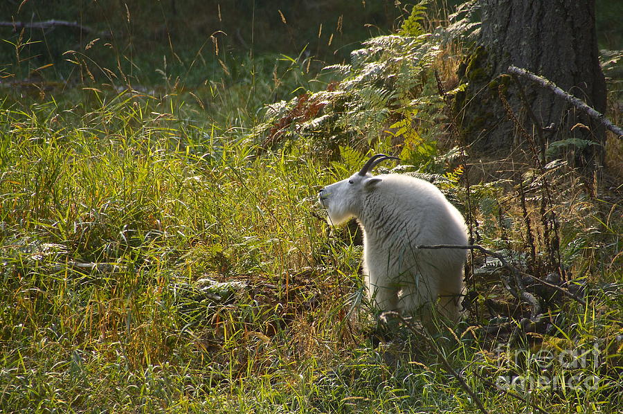 Mountain Goat in Autumn Photograph by Sean Griffin