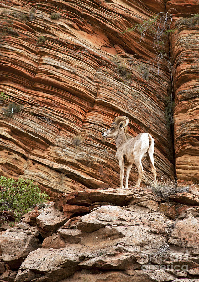 Nature Photograph - Mountain goat by Jane Rix