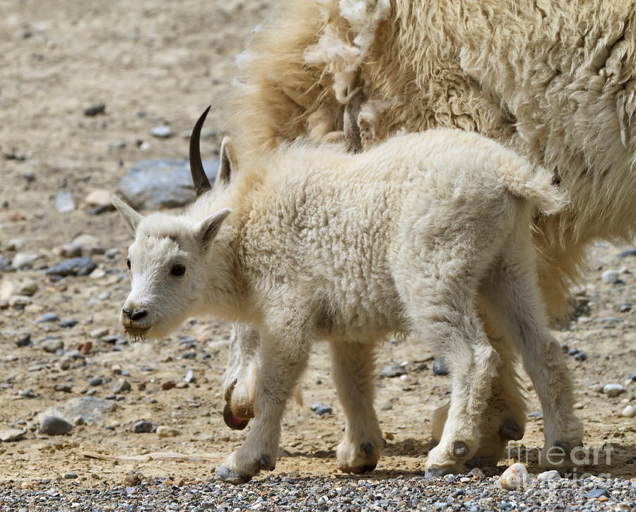 Mountain Goat kid in Kootenay National Park Photograph by Louise Heusinkveld