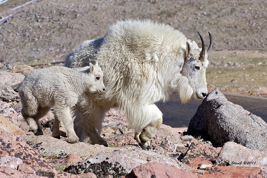 Summer Photograph - Mountain Goat Momma with Kid by Stephen Johnson