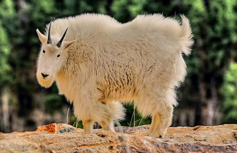 Mountain Goat Photograph by Paul Svensen
