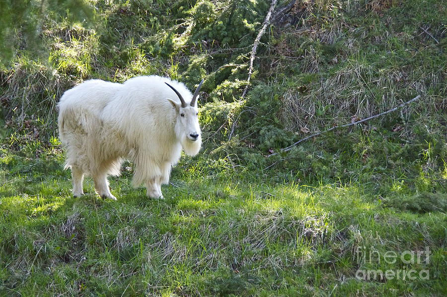 Mountain Goat Photograph by Sean Griffin