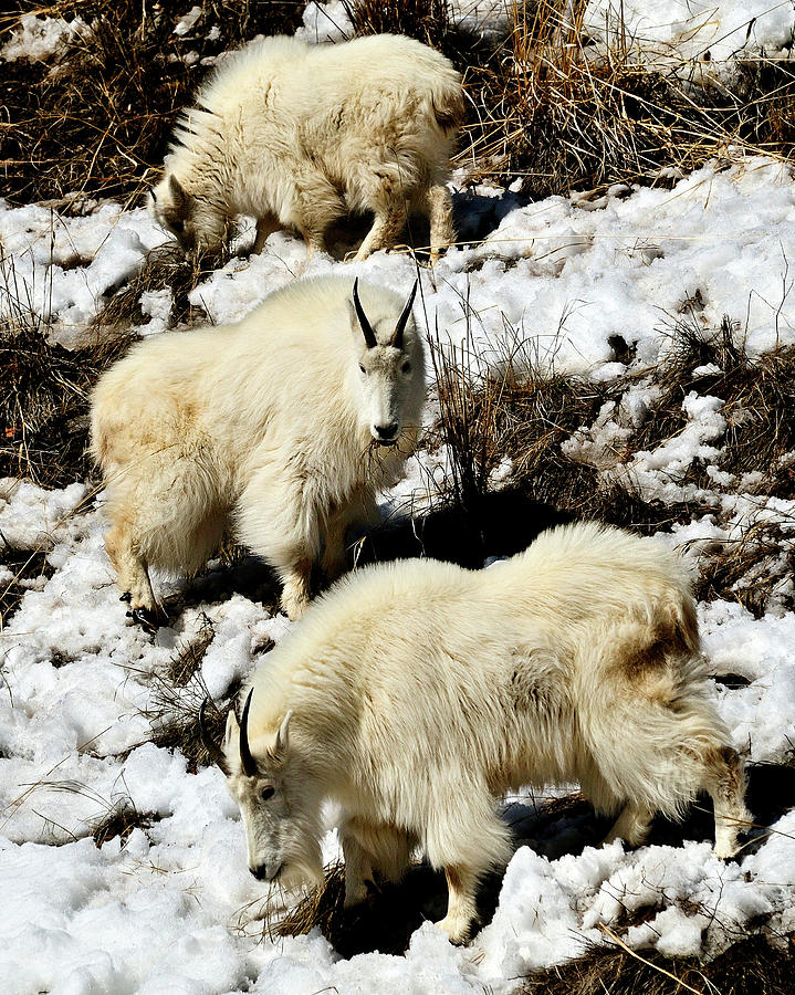 Grand Teton National Park Photograph - Mountain Goat Trio by Greg Norrell