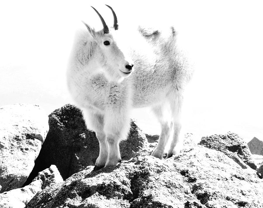 Abstract Digital Art - Mountain Goat White Out by Bill Kennedy Abstract Digital Art - Mountain Goat White Out by Bill Kennedy