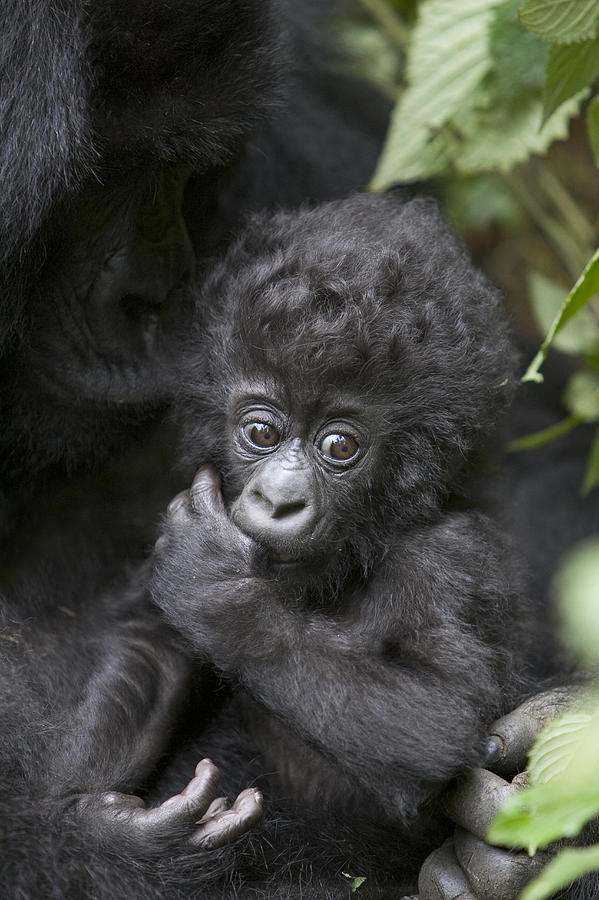 Mountain Gorilla 3 Month Old Infant Photograph by Suzi Eszterhas