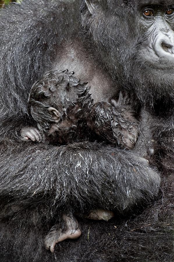 Mountain Gorilla And Baby Photograph by Tony Camacho