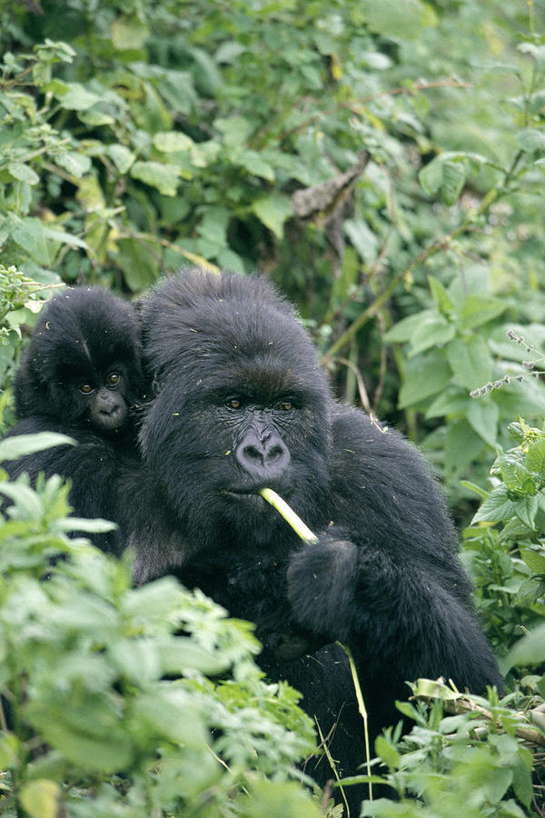 Wildlife Photograph - Mountain Gorilla And Infant by Tony Camacho