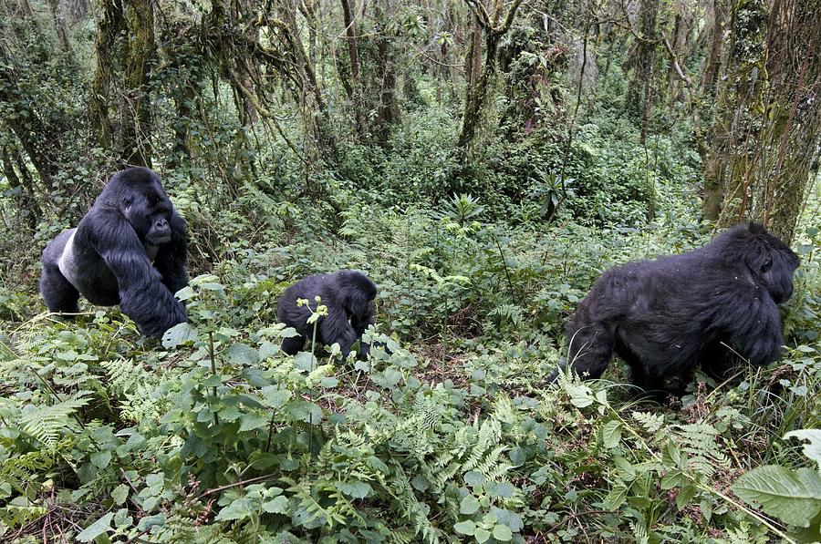 Mountain Gorilla Family Group Photograph by Tony Camacho