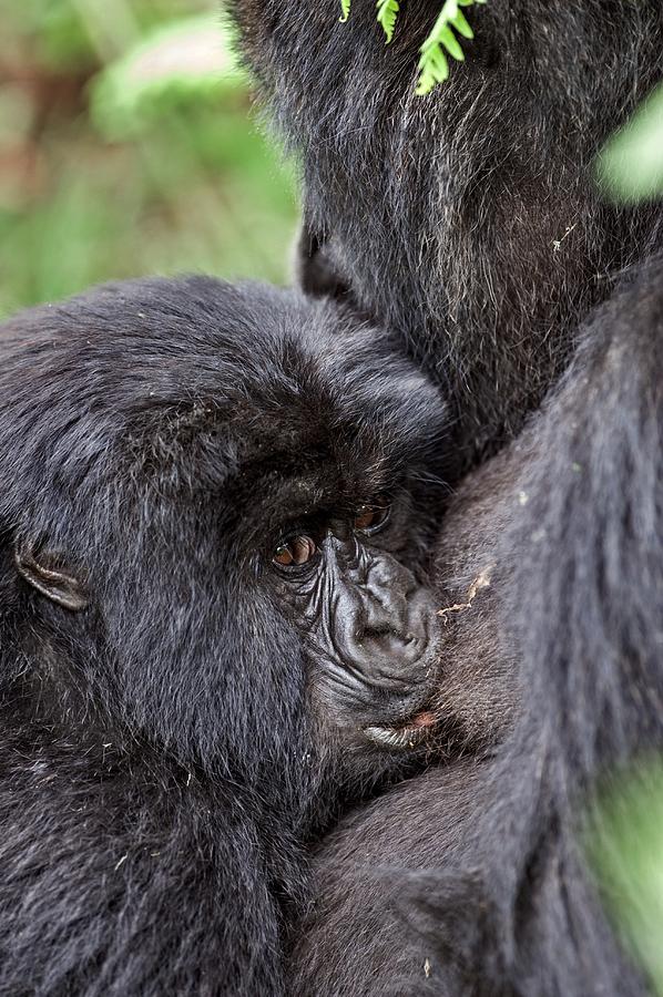 Mountain Gorilla Infant Feeding Photograph by Tony Camacho