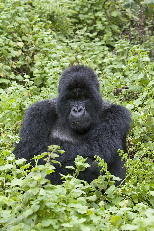 Mountain Gorilla Large Silverback Male Photograph by Suzi Eszterhas