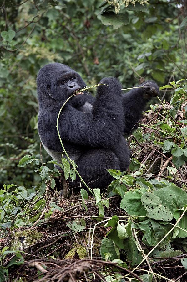 Mountain Gorilla Male Feeding Photograph by Tony Camacho