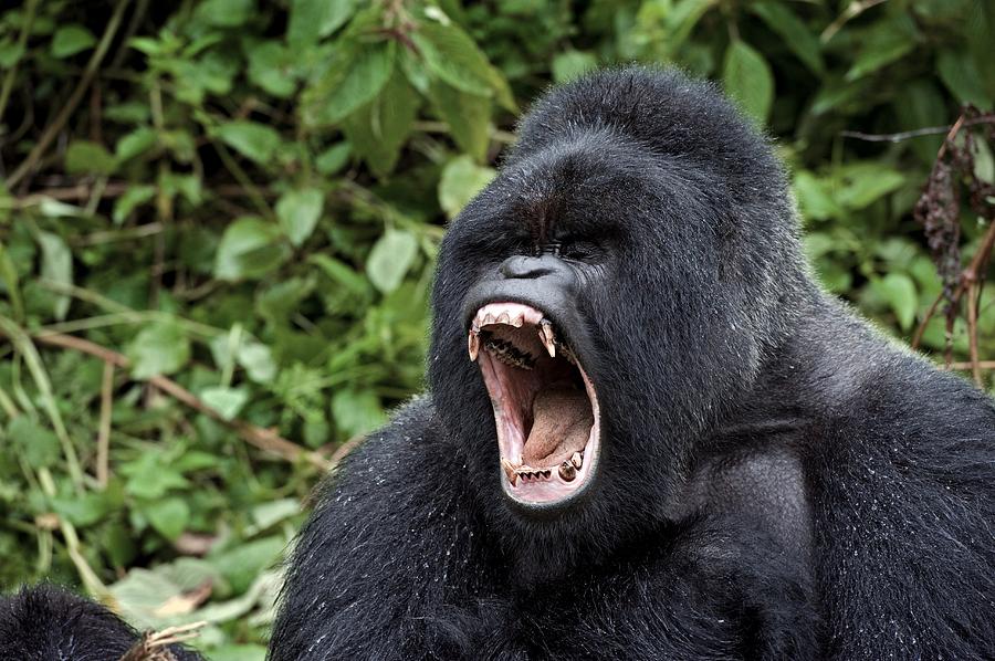 Mountain Gorilla Male Yawning Photograph by Tony Camacho