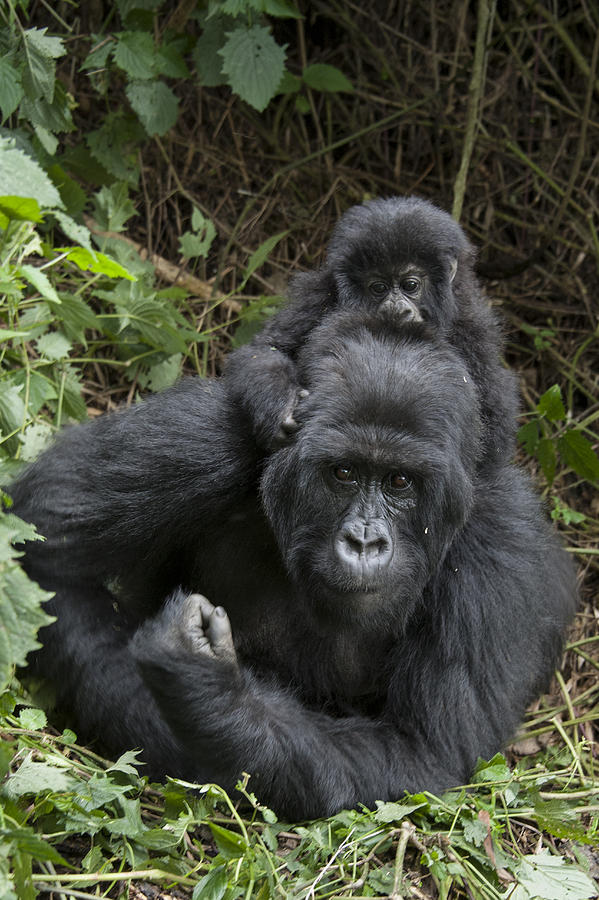 Mountain Gorilla Mother And 1.5yr Old Photograph by Suzi Eszterhas