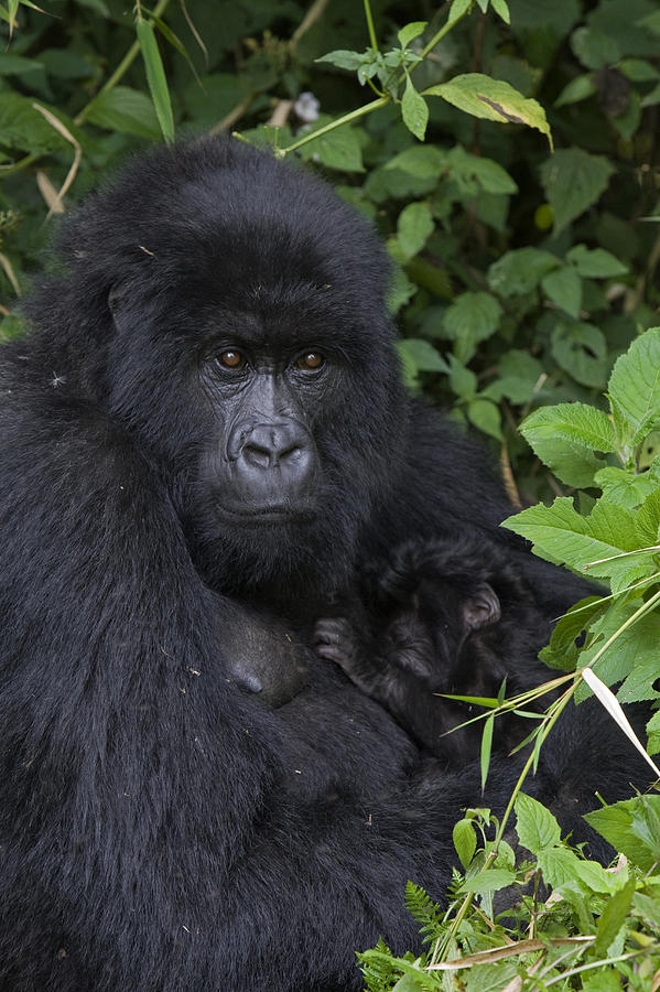Mountain Gorilla Mother And Infant Parc Photograph by Suzi Eszterhas