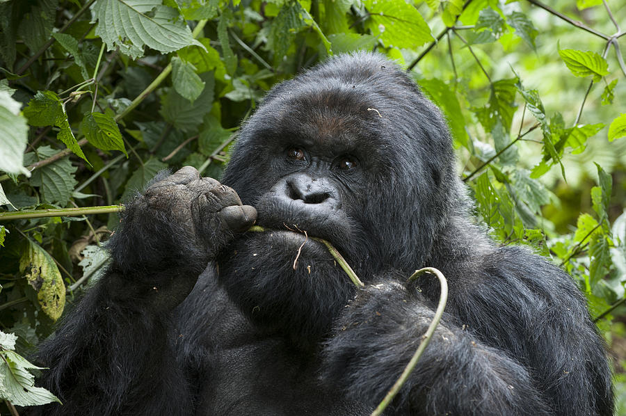 Mountain Gorilla Silverback Feeding Photograph by Suzi Eszterhas