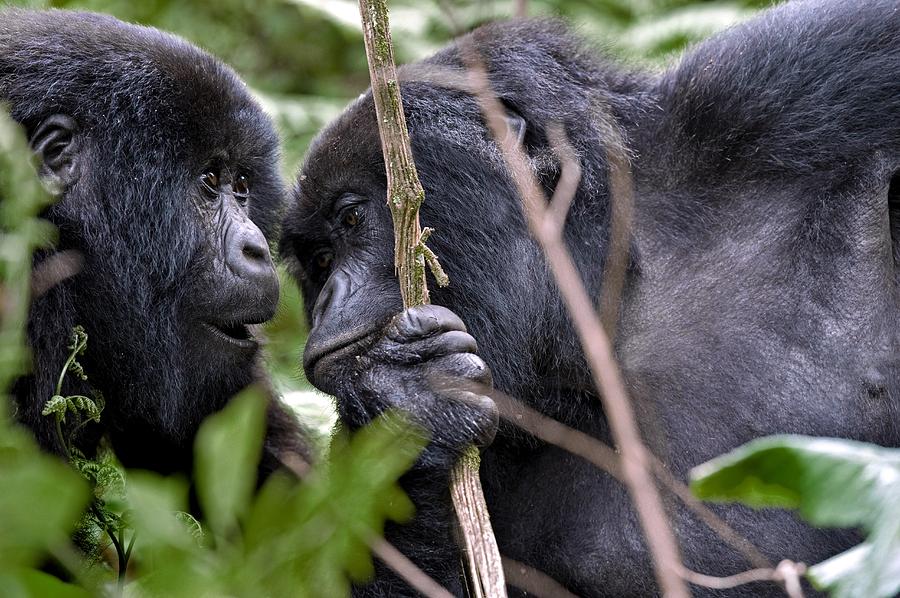 Mountain Gorillas Interacting Photograph by Tony Camacho