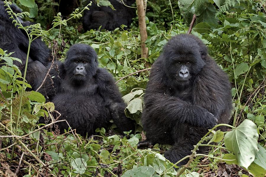 Mountain Gorillas Photograph by Tony Camacho