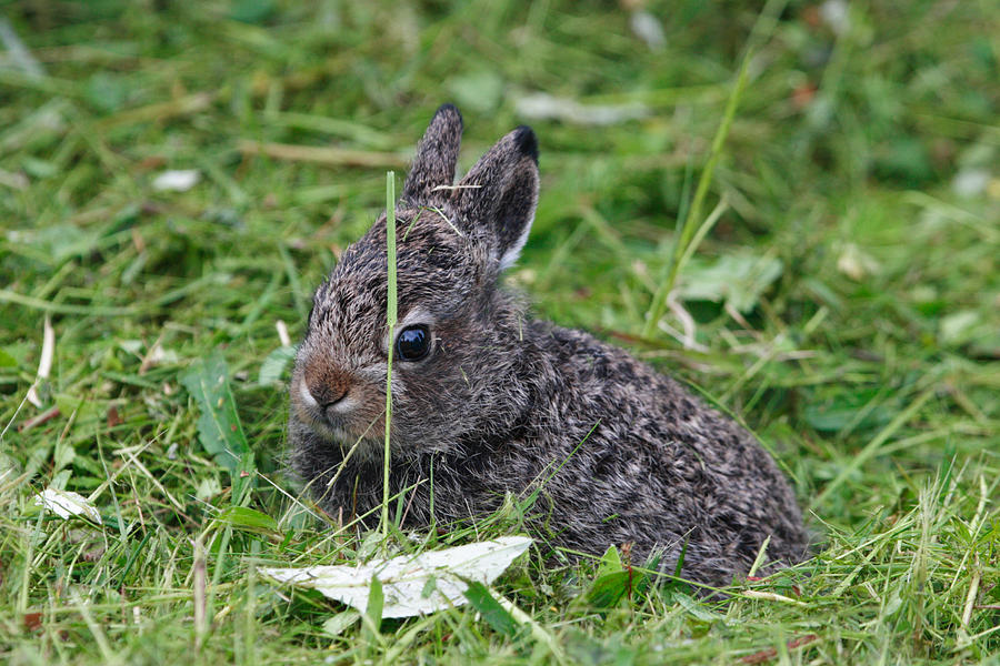 Mountain hare cub Photograph by Ulrich Kunst And Bettina Scheidulin