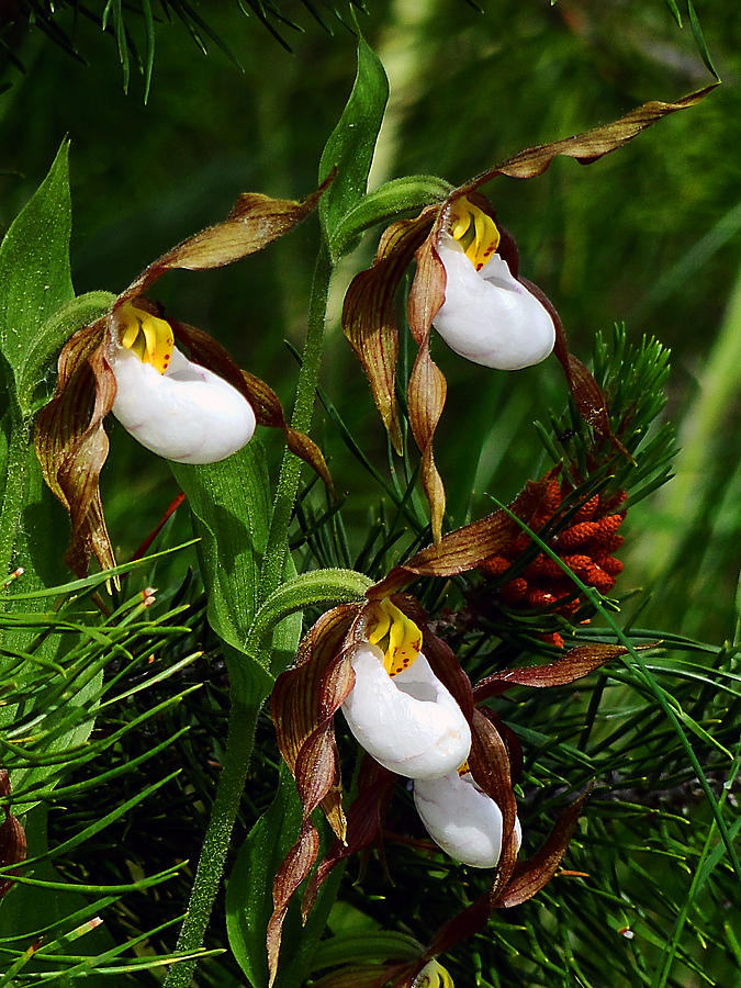 Orchid Photograph - Mountain Ladys Slipper Orchid by Blair Wainman