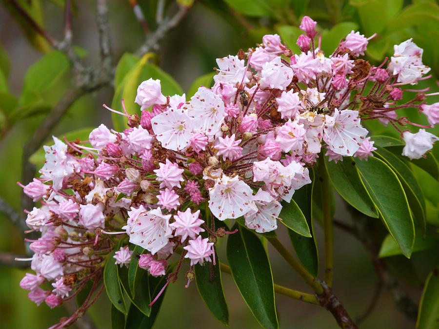 Mountain Laurel Blooming Photograph by Jeanette Oberholtzer