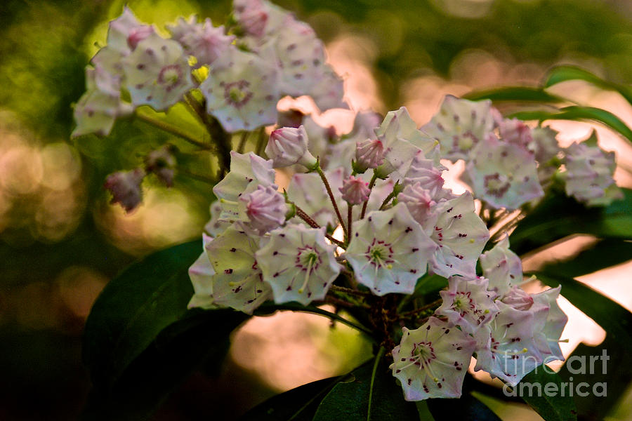 Mountain Laurel Flowers 2 Photograph by Mark Dodd