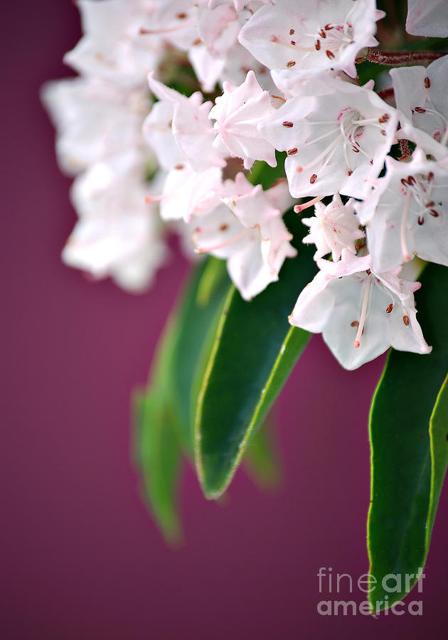 Still Life Photograph - Mountain Laurel by HD Connelly