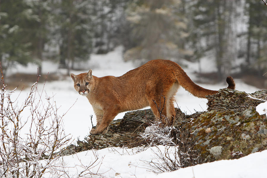 mountain lion growl