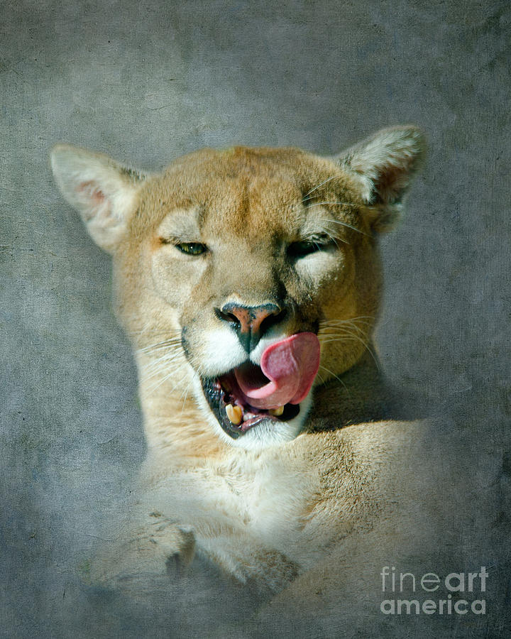 Mountain Lion Photograph by Betty LaRue
