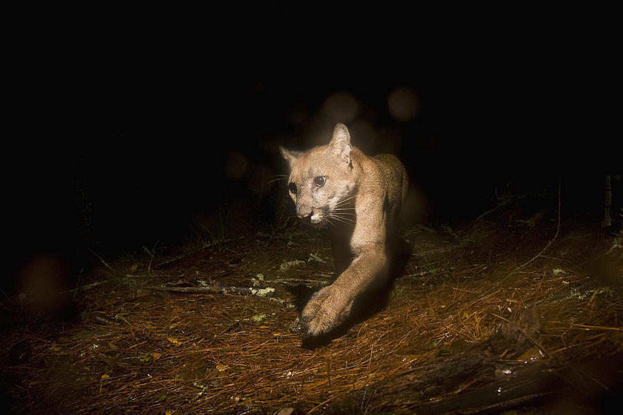 Mountain Lion Female At Night Aptos Photograph by Sebastian Kennerknecht