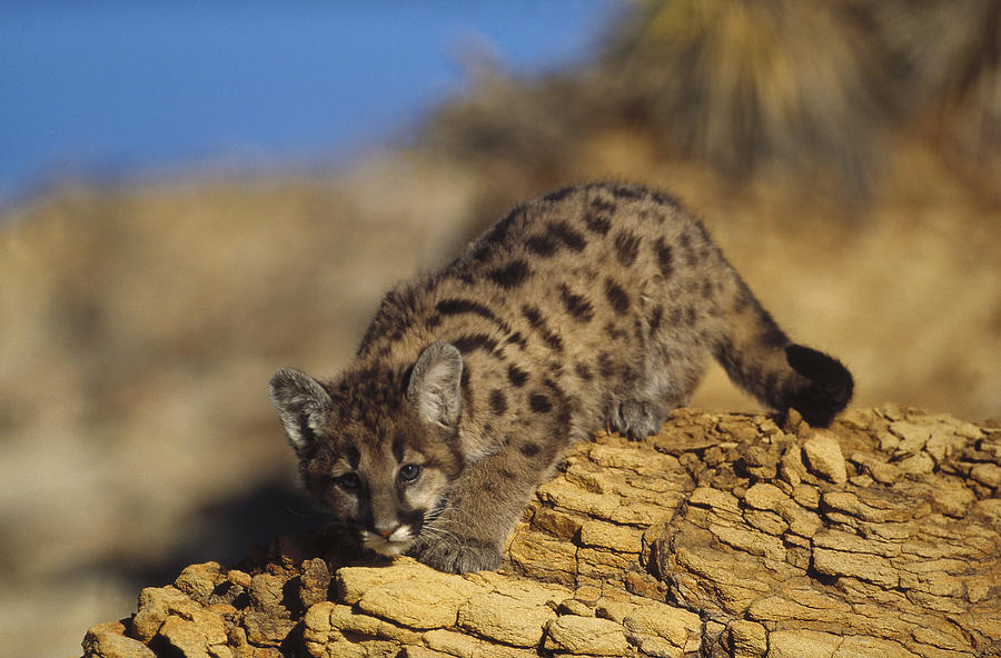 Mountain Lion Kitten With Speckled Coat Photograph by Tim Fitzharris
