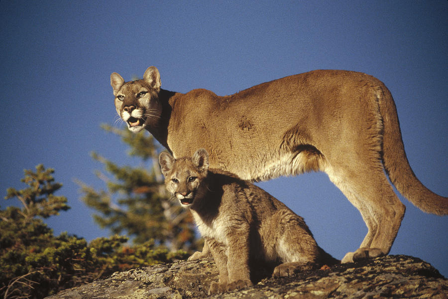Mountain Lion Mother With Kitten North Photograph by Tim Fitzharris