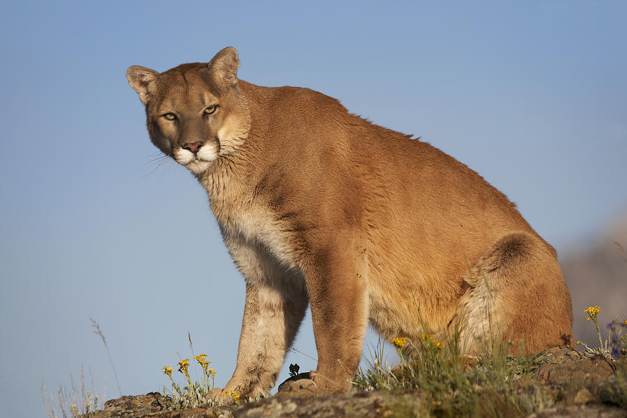 Mountain Lion North America Photograph by Tim Fitzharris