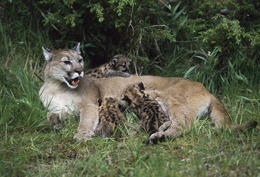 Mountain Lion Babies