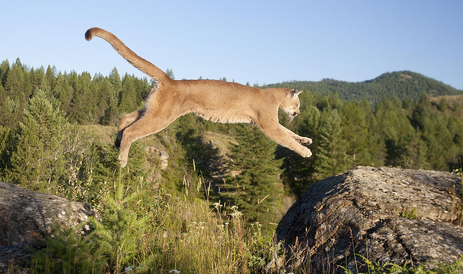Mountain Lion Puma Concolor Jumping Photograph by Matthias Breiter