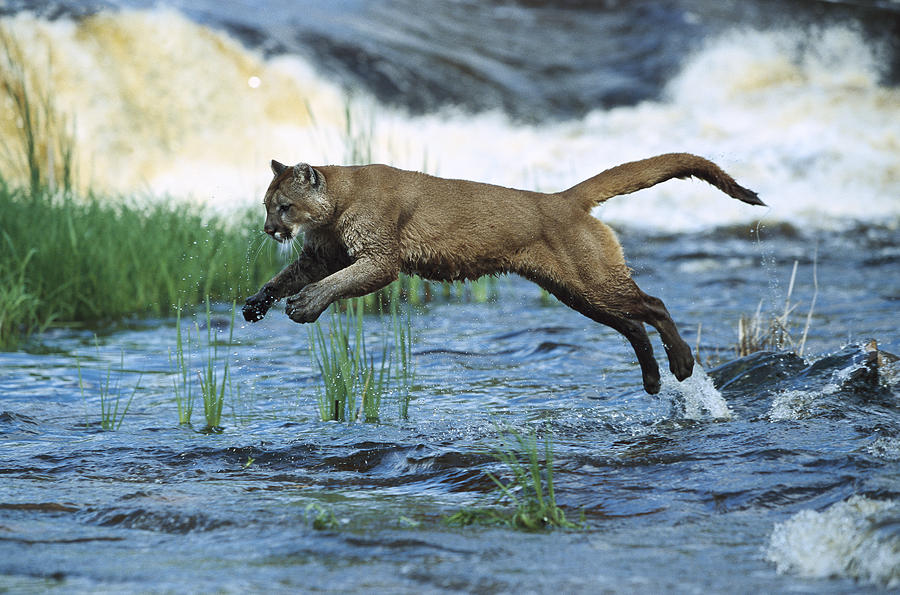 Mountain Lion Puma Concolor Leaping Photograph by Konrad Wothe