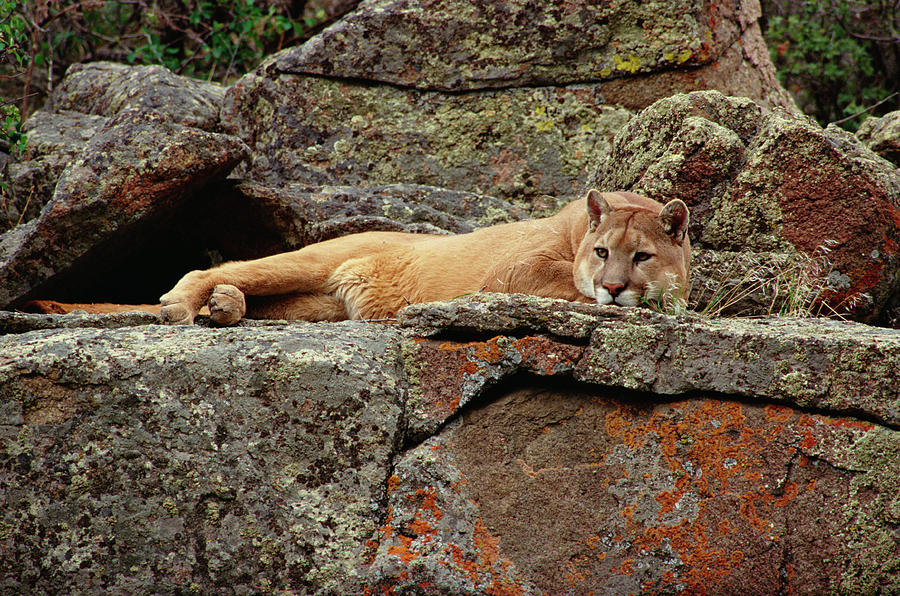 Cat Photograph - Mountain Lion Puma Concolor Lounging by Gerry Ellis