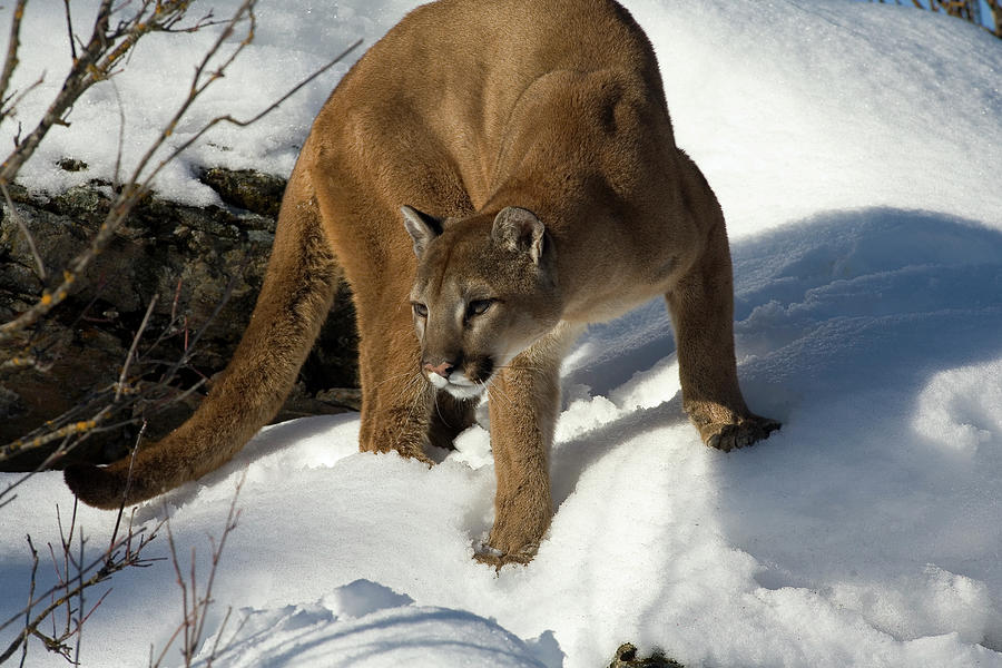 Mountain Lion Puma Concolor Photograph by Matthias Breiter
