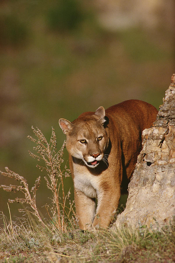 Mountain Lion Puma Concolor Peering Photograph by Gerry Ellis