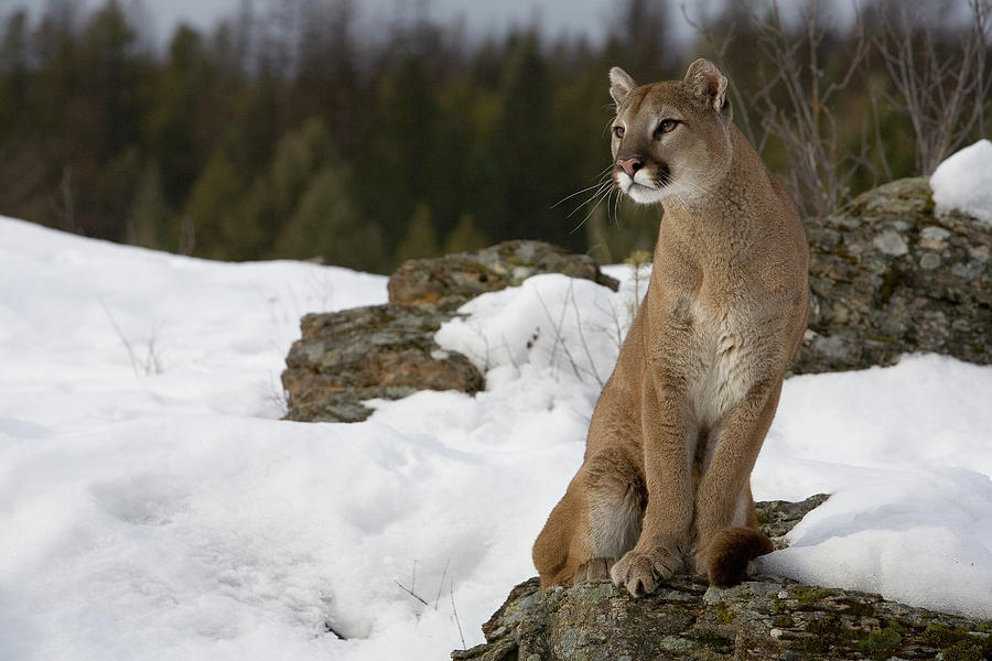 Mountain Lion Puma Concolor Sitting Photograph by Matthias Breiter