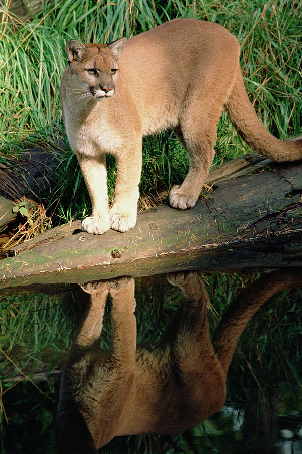 Mountain Lion Puma Concolor Standing Photograph by Gerry Ellis
