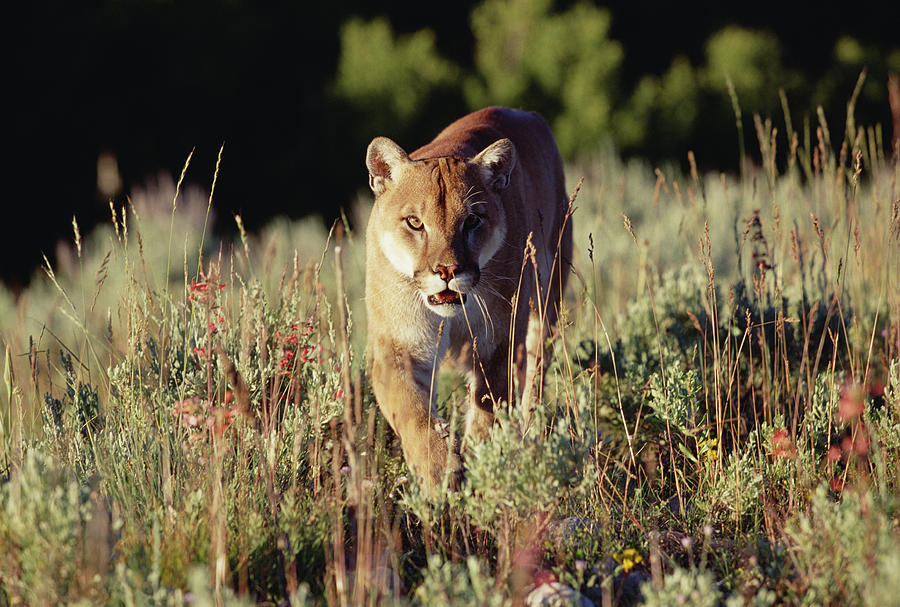 Mountain Lion Puma Concolor Walking Photograph by Tim Fitzharris