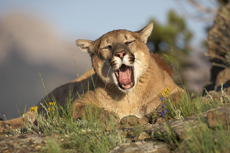 Mountain Lion Puma Concolor Yawning Photograph by Tim Fitzharris