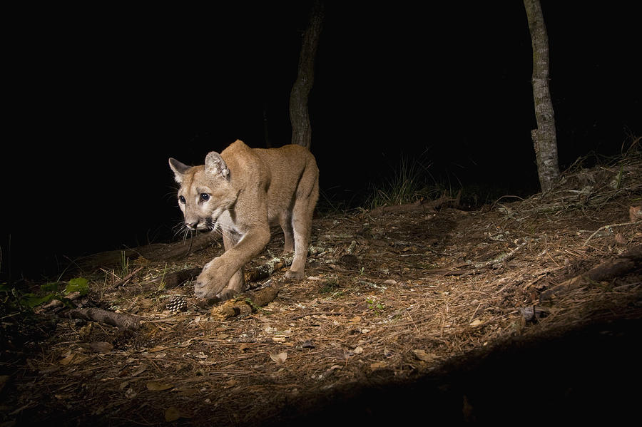 Mountain Lion Wild Juvenile At Night Photograph by Sebastian Kennerknecht