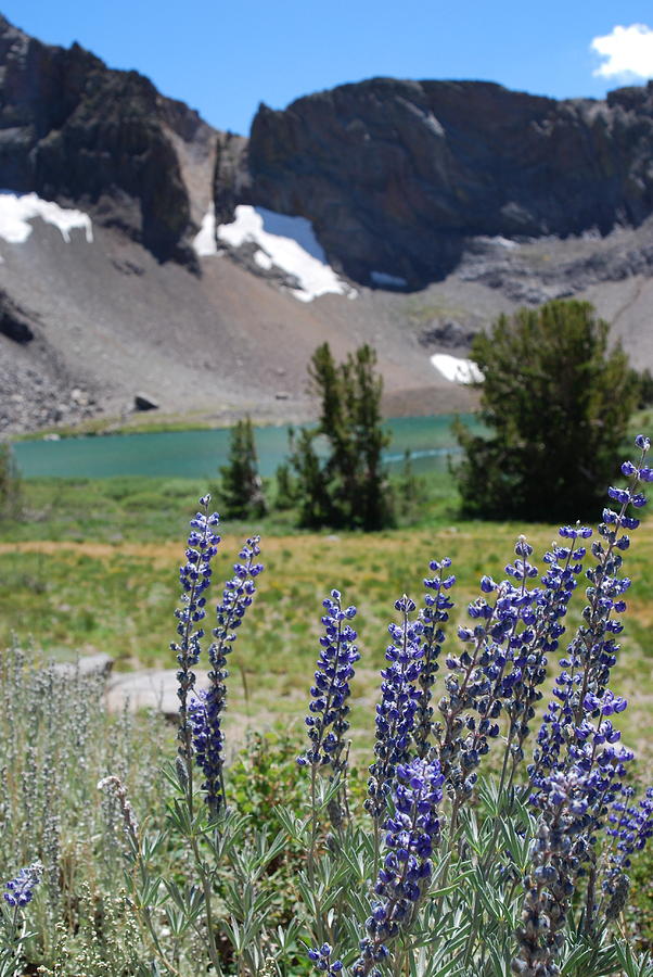 Spring Photograph - Mountain lupine by Vicki Coover