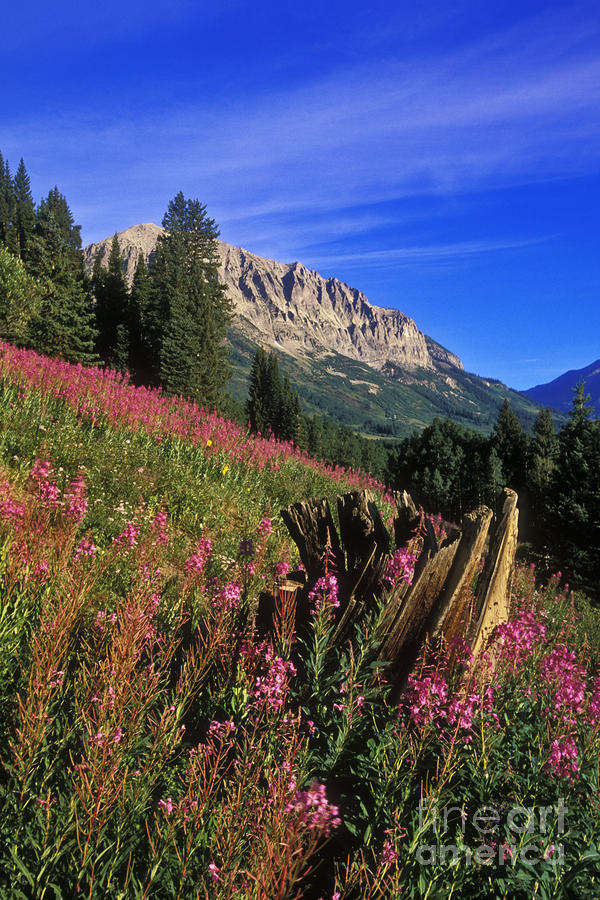 Mountain Meadow - FS000125 Photograph by Daniel Dempster