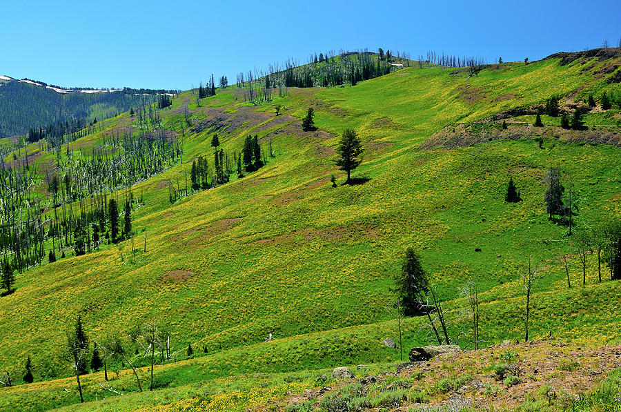 Yellowstone National Park Photograph - Mountain Meadow by Greg Norrell